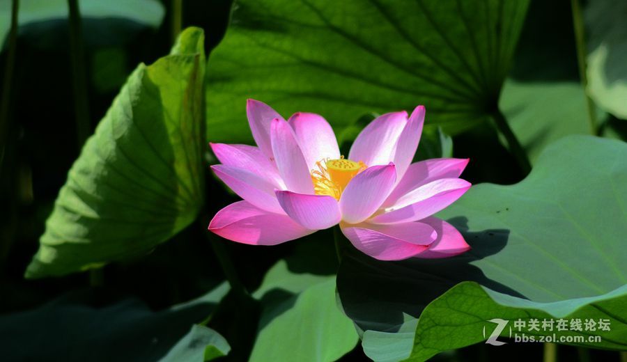 清冷星空(中国)发帖助兴----酷夏荷塘