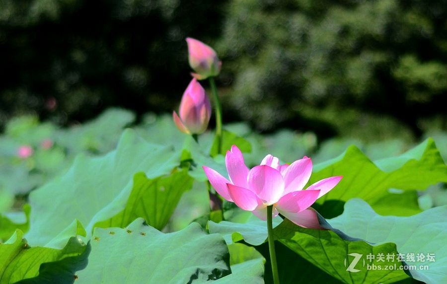 清冷星空(中国)发帖助兴----酷夏荷塘