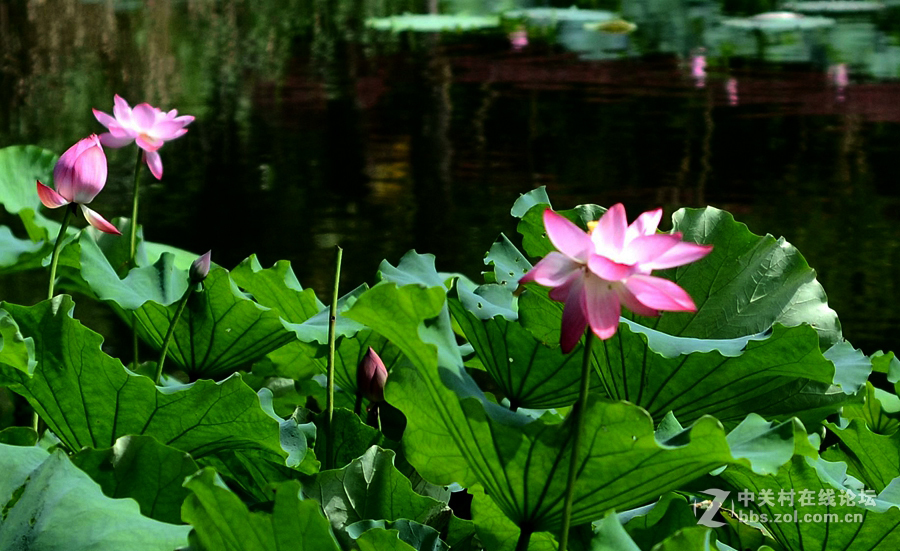 清冷星空(中国)发帖助兴----酷夏荷塘