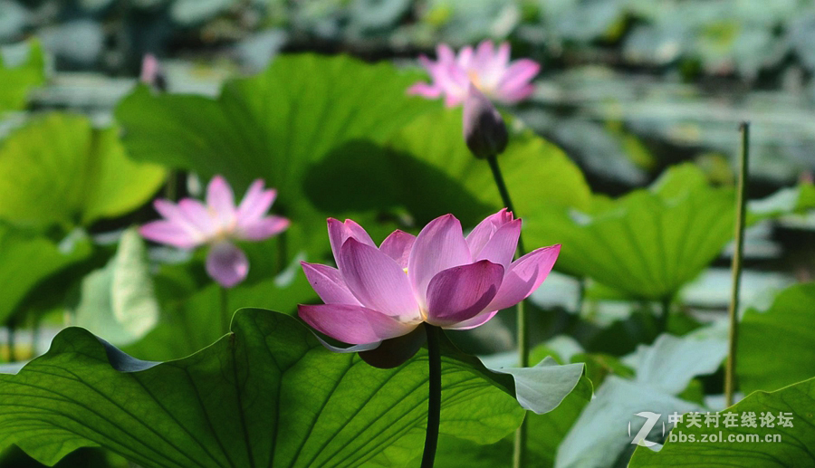 清冷星空(中国)发帖助兴----酷夏荷塘