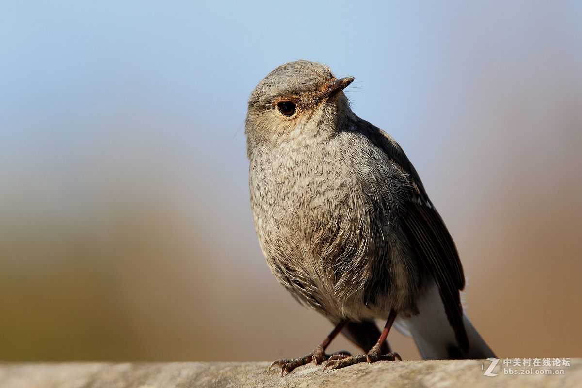 老鸟几只不知是什么鸟名