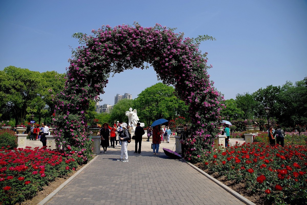 武汉印象---和平公园月季展随拍！。。。。。
