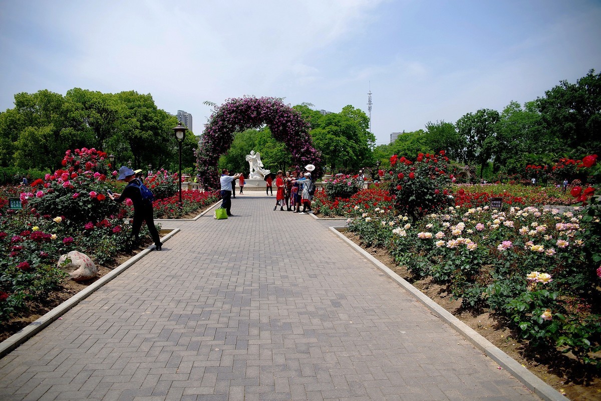 武汉印象---和平公园月季展随拍！。。。。。