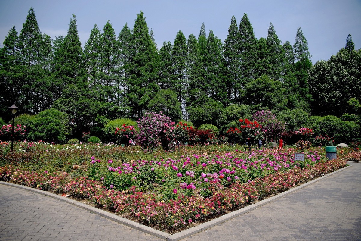 武汉印象---和平公园月季展随拍！。。。。。