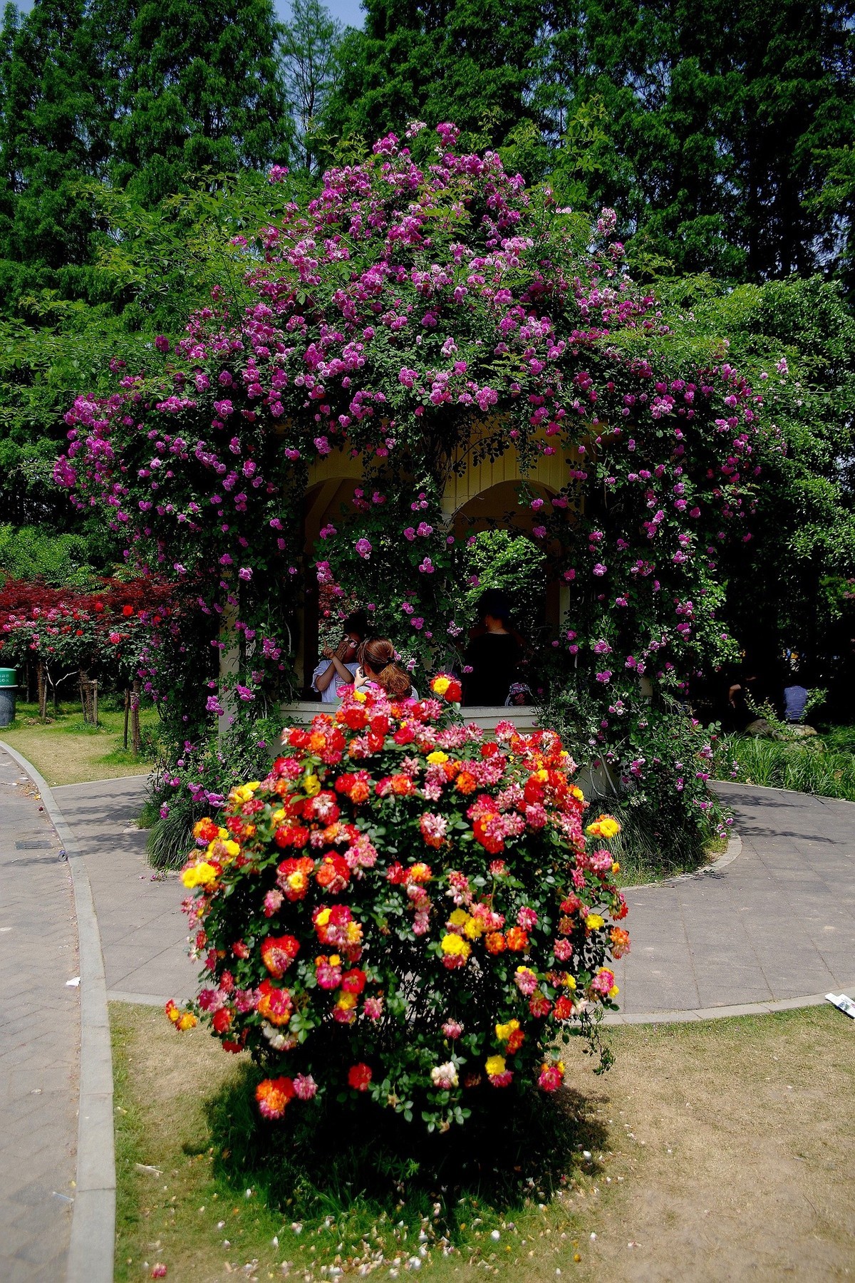 武汉印象---和平公园月季展随拍！。。。。。