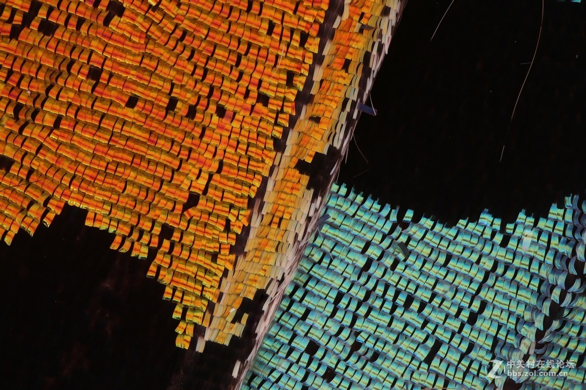 利用显微镜物镜 拍摄堆叠摄影作品 后附详细显微镜物镜转接/延长方法