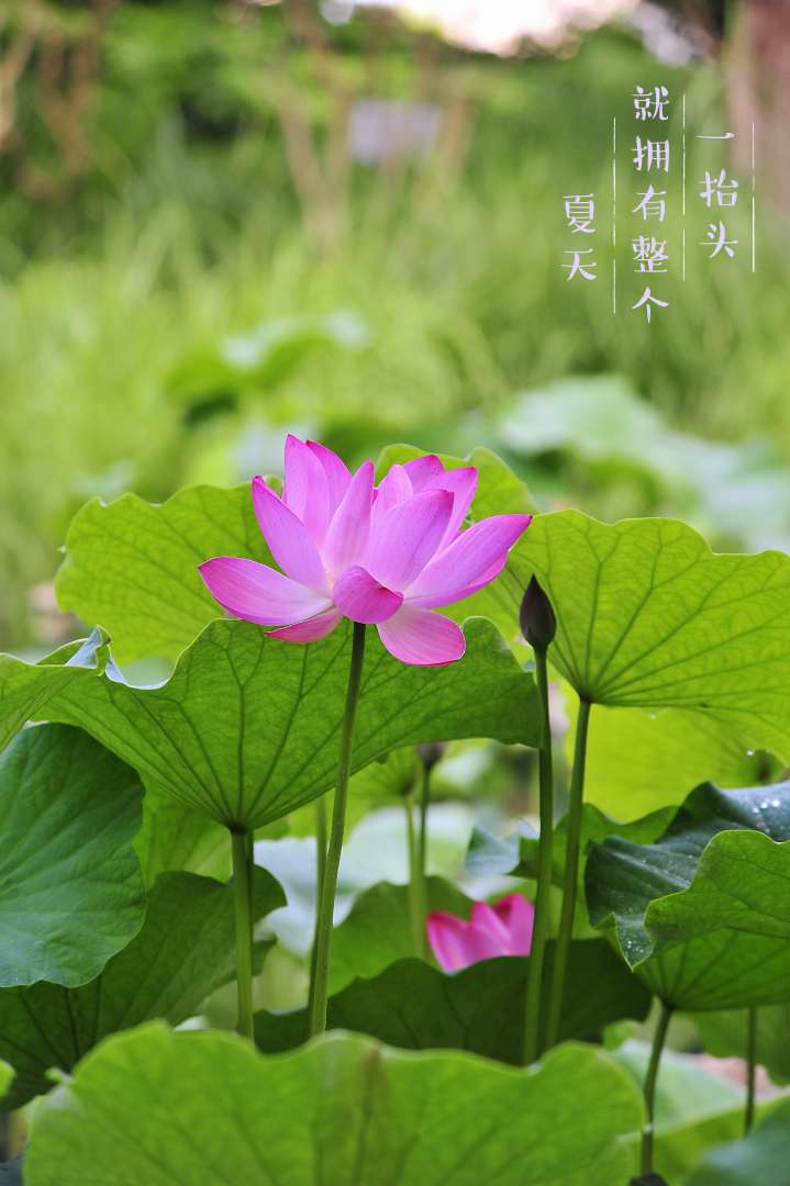 发一组荷花问候下星空(中国)里的老友