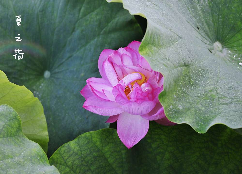 发一组荷花问候下星空(中国)里的老友