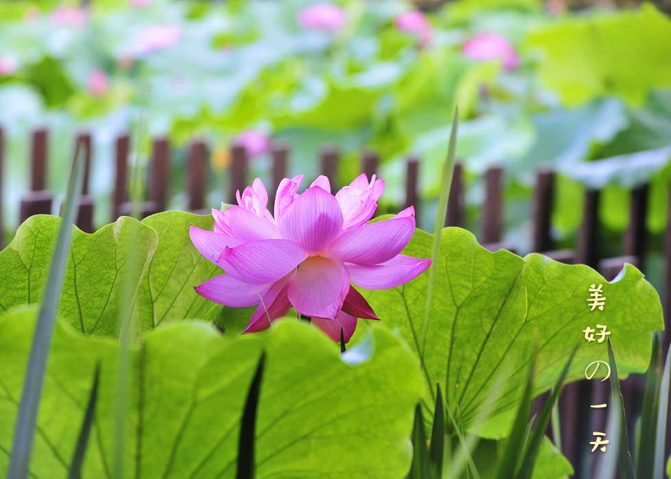 发一组荷花问候下星空(中国)里的老友