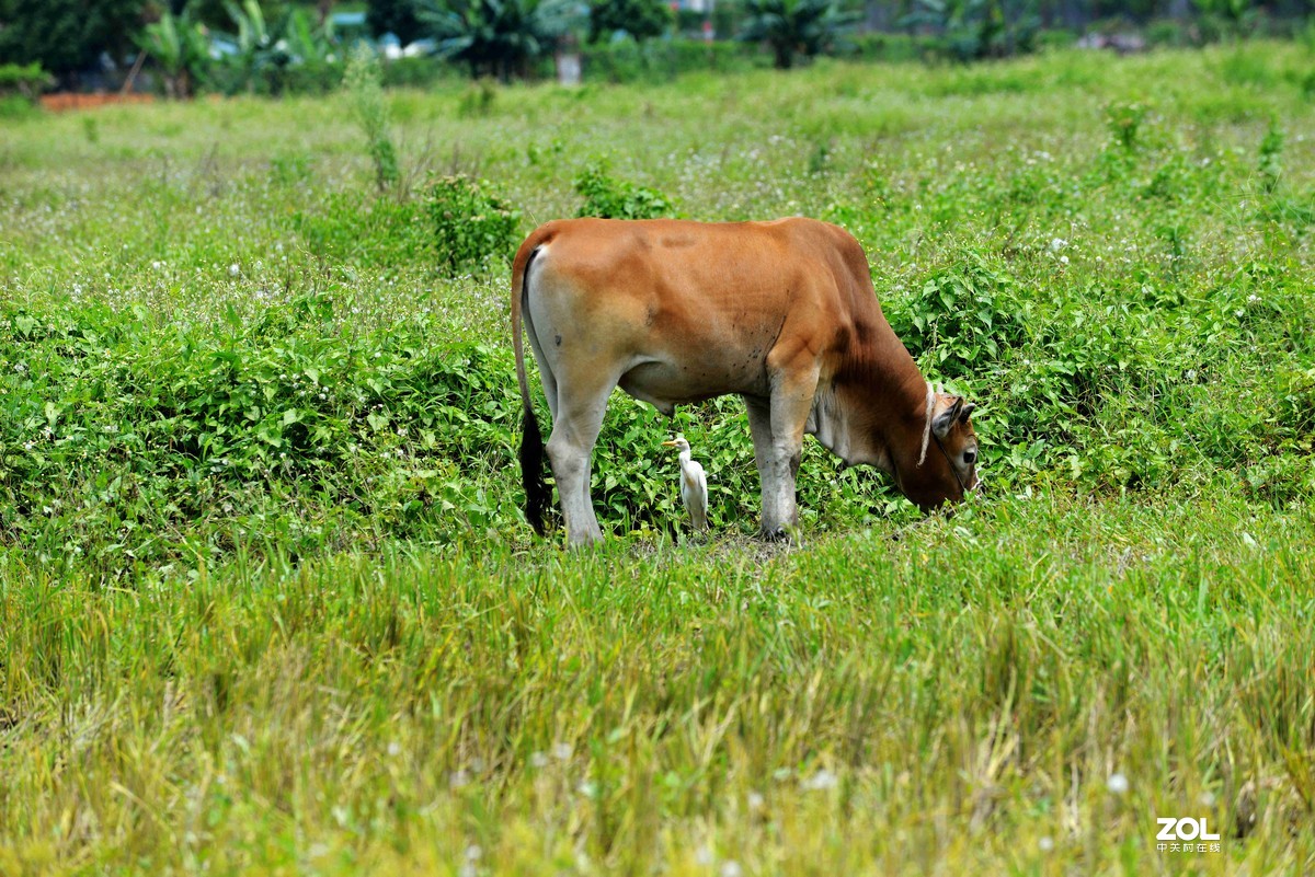 中长焦试拍鹭，还发现牛背鹭