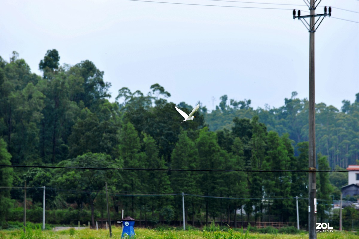 中长焦试拍鹭，还发现牛背鹭