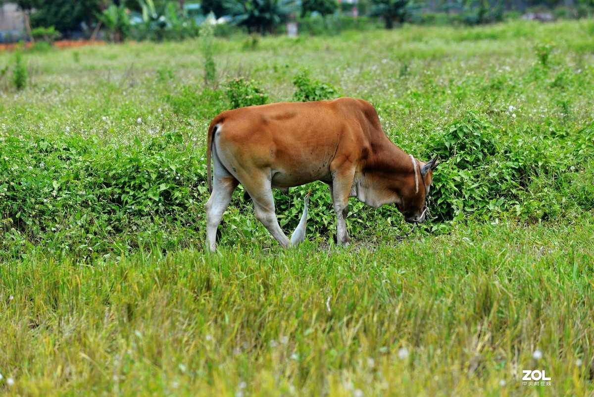 中长焦试拍鹭，还发现牛背鹭