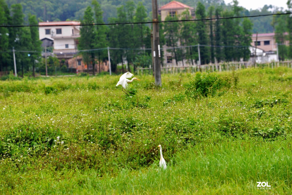 中长焦试拍鹭，还发现牛背鹭