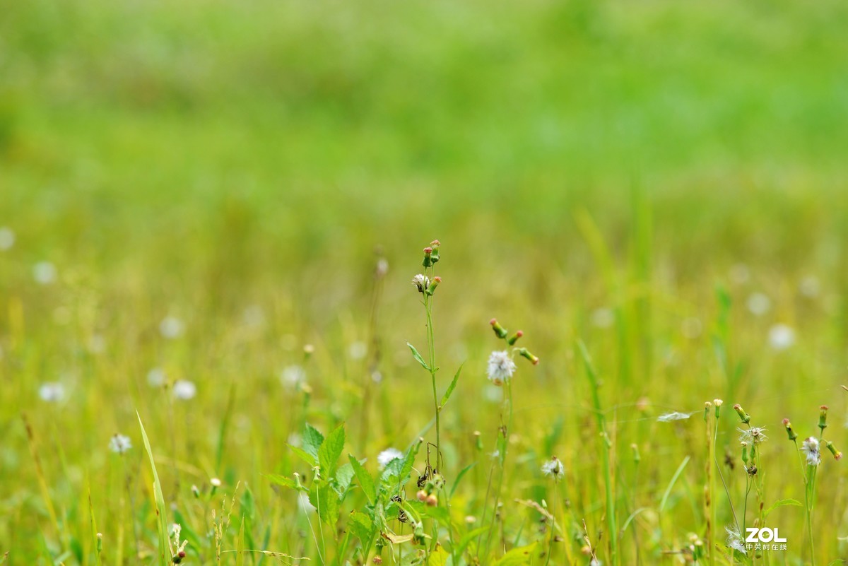 中长焦试拍鹭，还发现牛背鹭