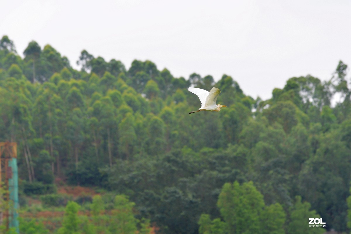 中长焦试拍鹭，还发现牛背鹭