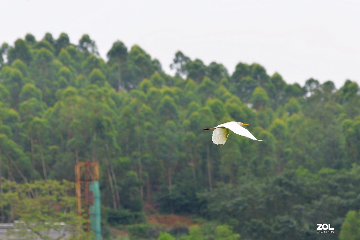 中长焦试拍鹭，还发现牛背鹭