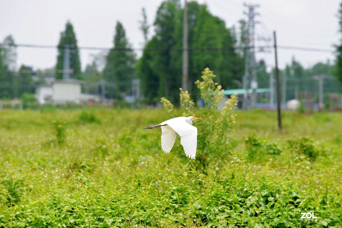 中长焦试拍鹭，还发现牛背鹭
