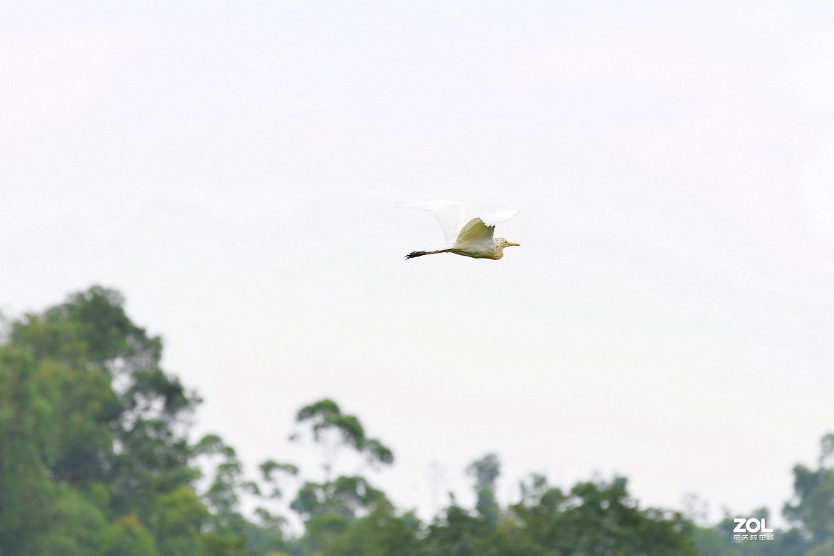 中长焦试拍鹭，还发现牛背鹭