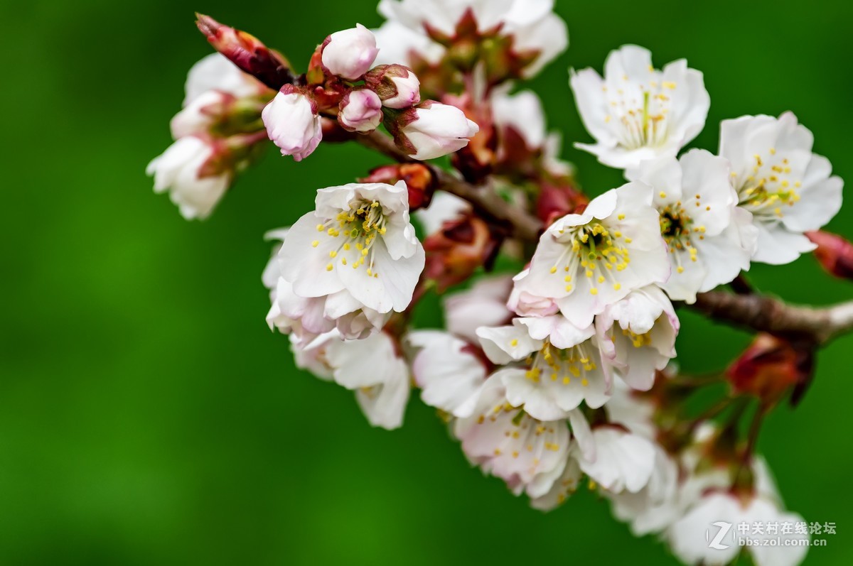 开花 樱桃 树 - Pixabay上的免费照片 - Pixabay