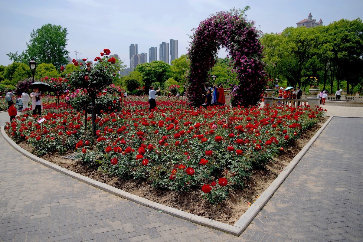 武汉印象---和平公园月季展随拍！。。。。。
