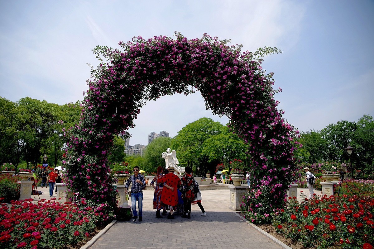 武汉印象---和平公园月季展随拍！。。。。。
