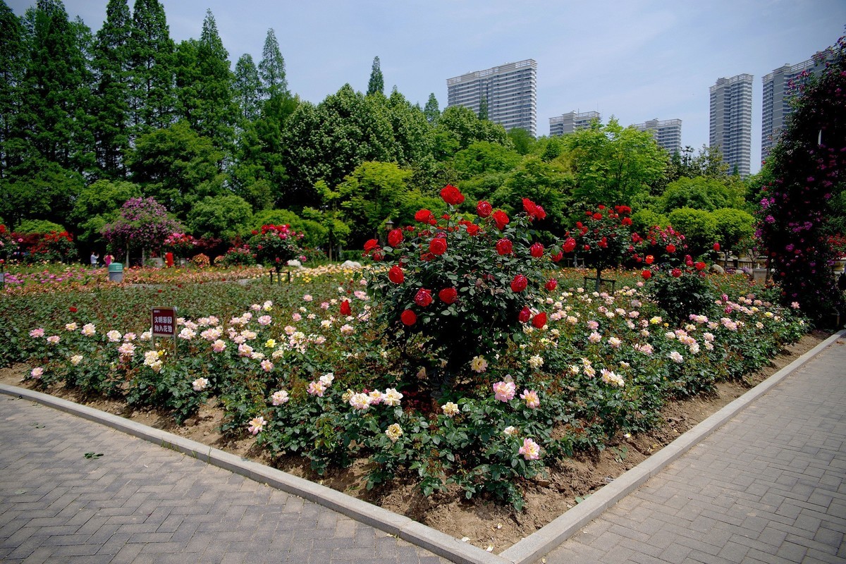 武汉印象---和平公园月季展随拍！。。。。。