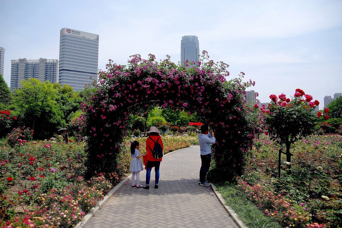 武汉印象---和平公园月季展随拍！。。。。。