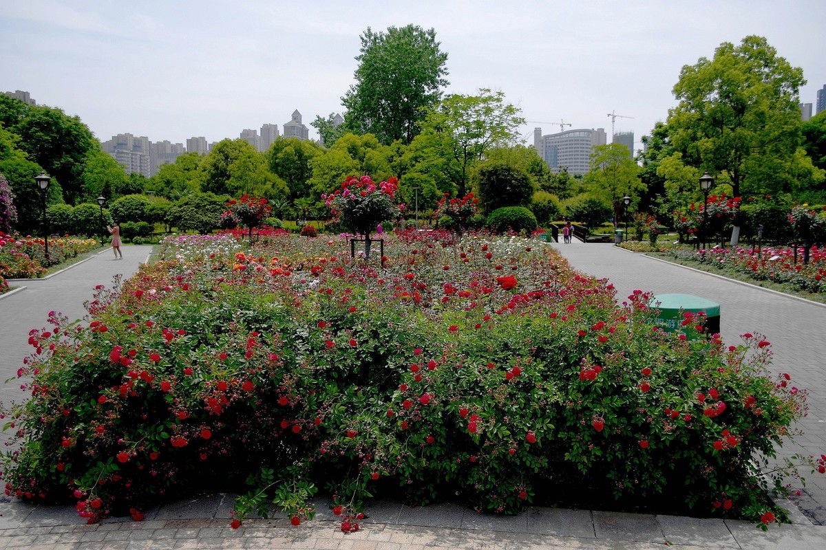 武汉印象---和平公园月季展随拍！。。。。。
