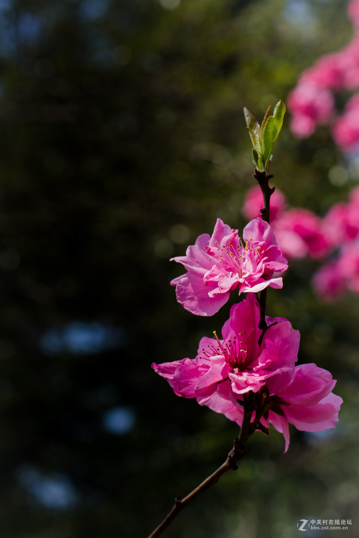 新入40mm，植物园试拍，请大神点评。。