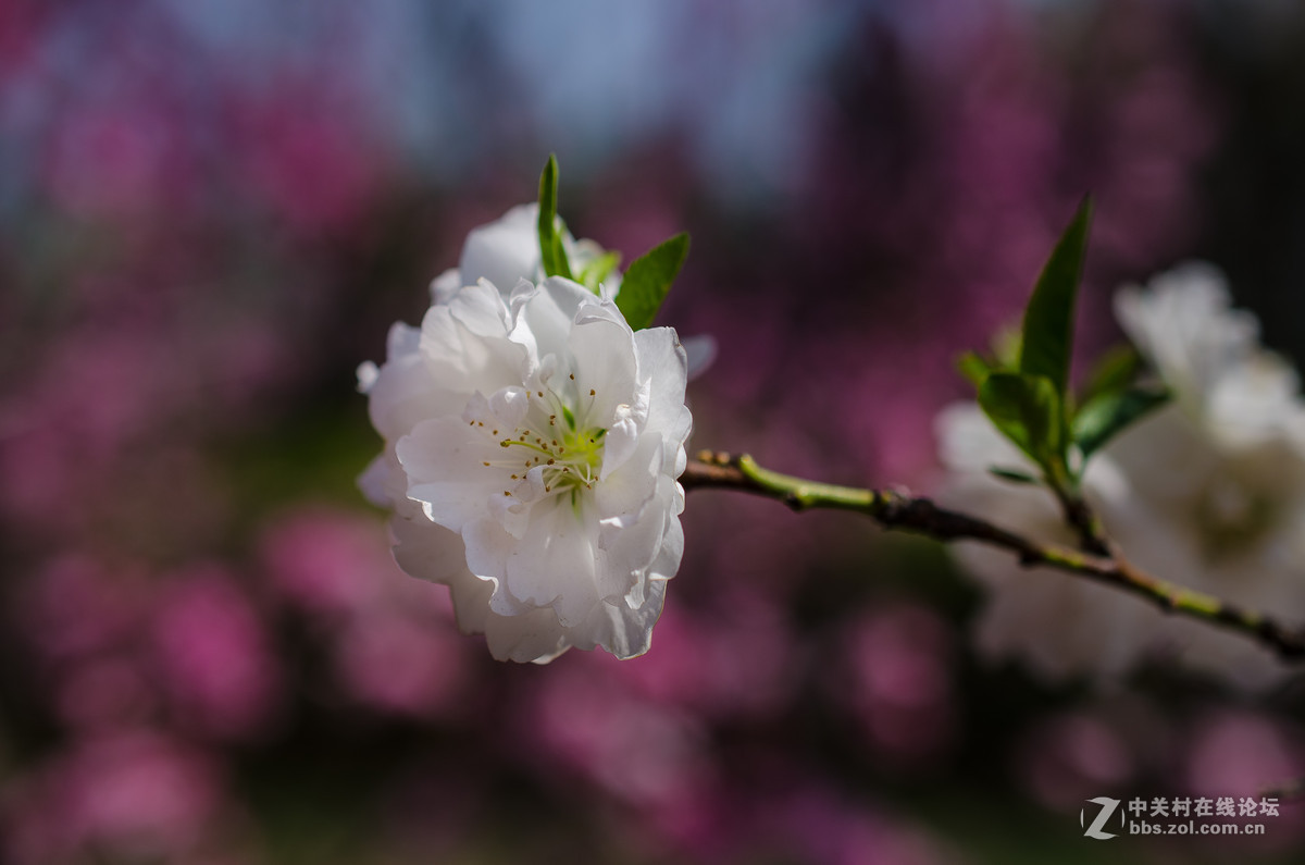 新入40mm，植物园试拍，请大神点评。。