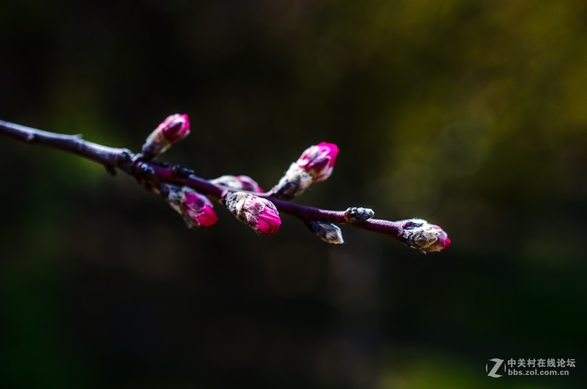 新入40mm，植物园试拍，请大神点评。。