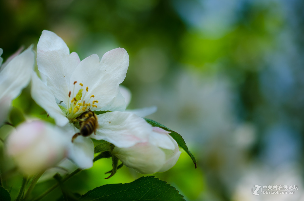 新入40mm，植物园试拍，请大神点评。。