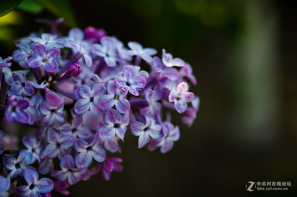 新入40mm，植物园试拍，请大神点评。。