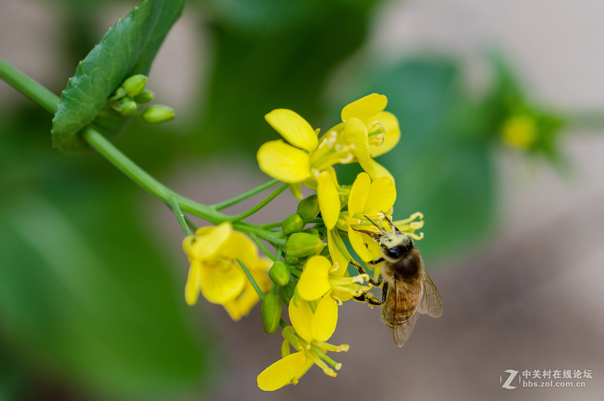 新入40mm，植物园试拍，请大神点评。。