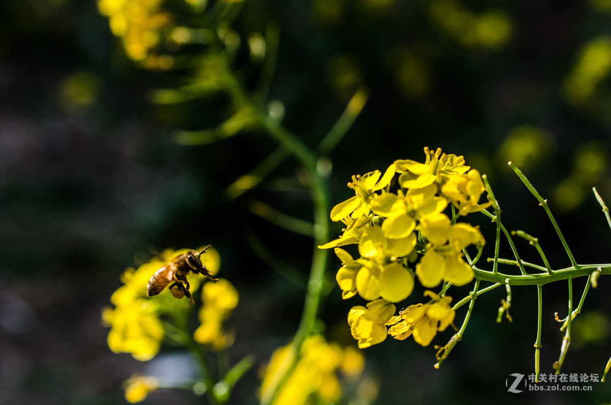 新入40mm，植物园试拍，请大神点评。。