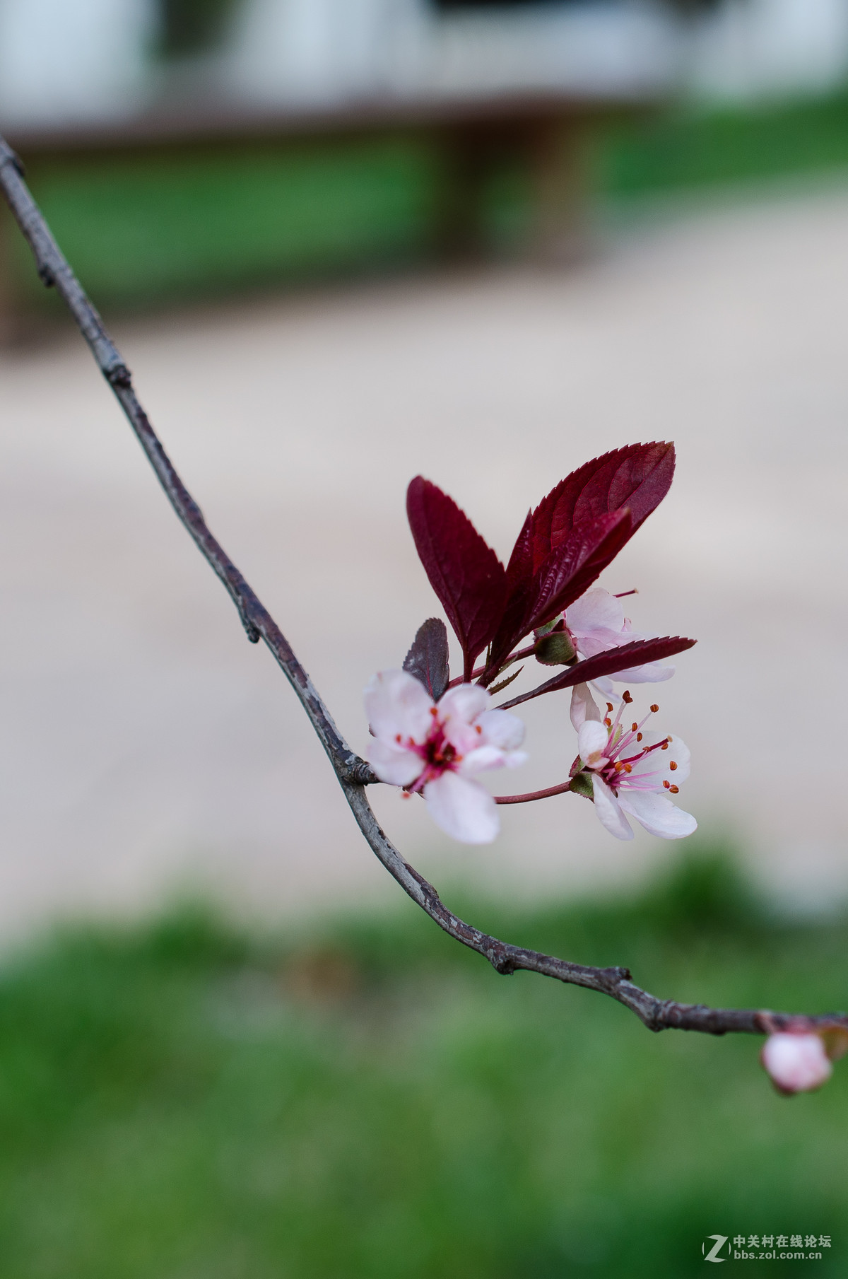 新入40mm，植物园试拍，请大神点评。。