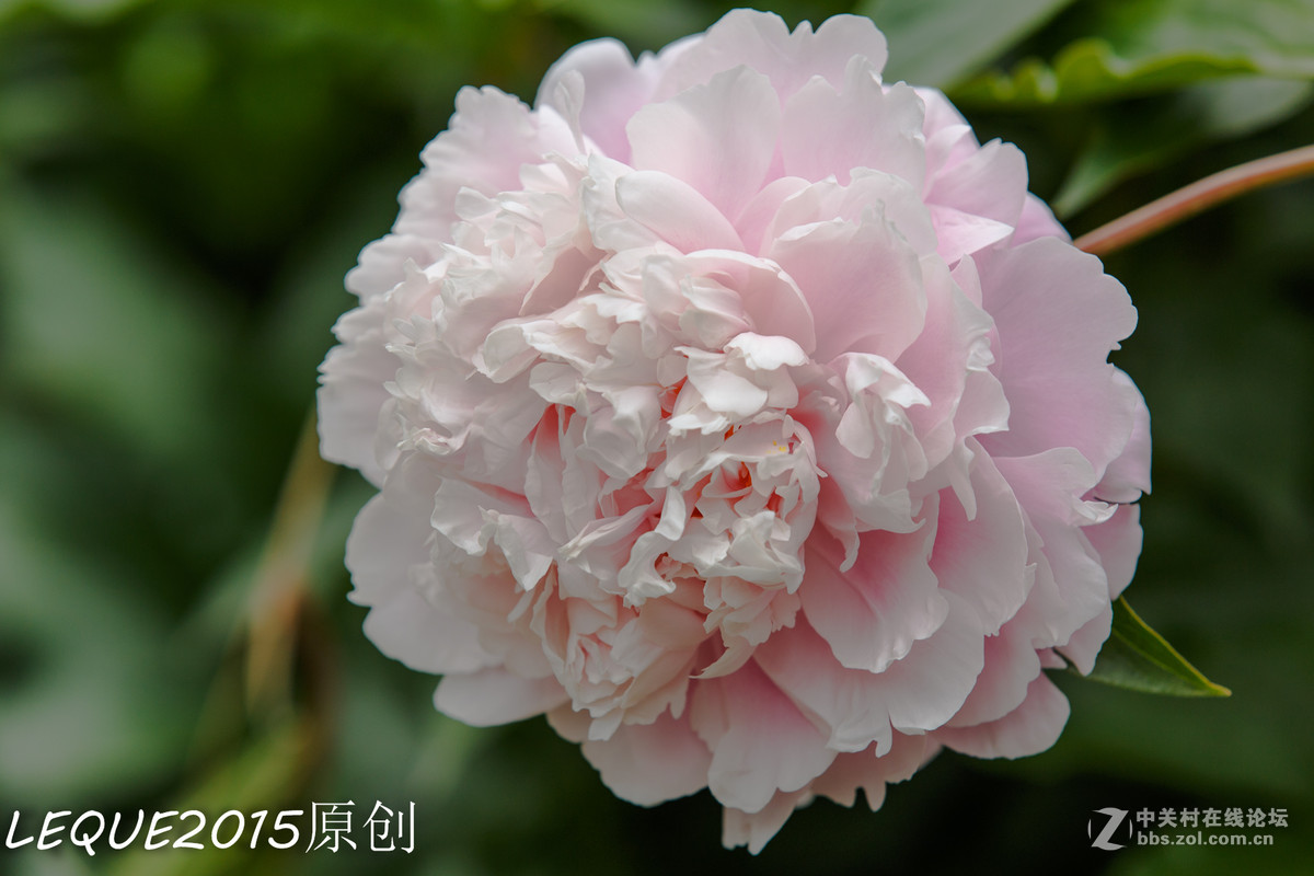 一组习作！恭祝简居陋巷、浮云guo影、款城三位师友履新！