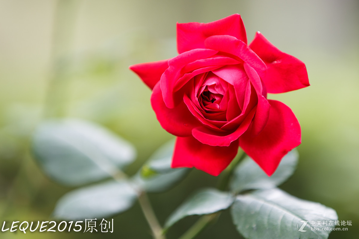 一组习作！恭祝简居陋巷、浮云guo影、款城三位师友履新！