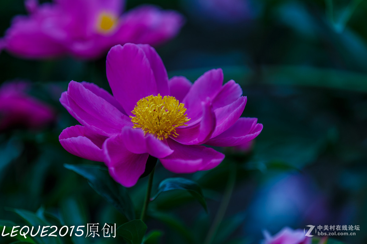 一组习作！恭祝简居陋巷、浮云guo影、款城三位师友履新！