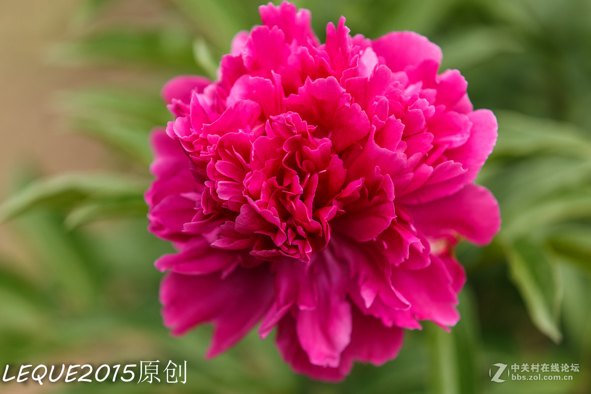 一组习作！恭祝简居陋巷、浮云guo影、款城三位师友履新！