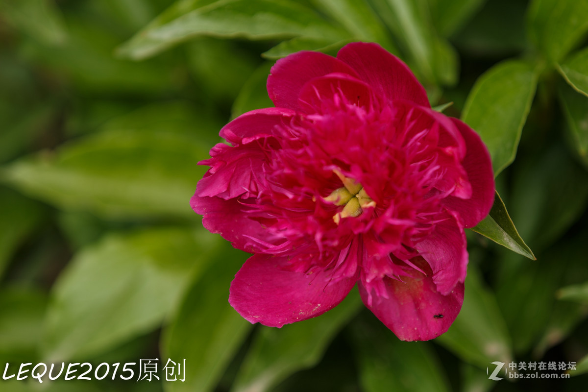 一组习作！恭祝简居陋巷、浮云guo影、款城三位师友履新！