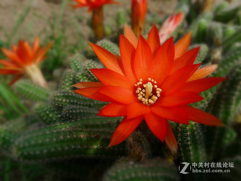 携一组金手指花祝天下所有小朋友六一儿童节快乐