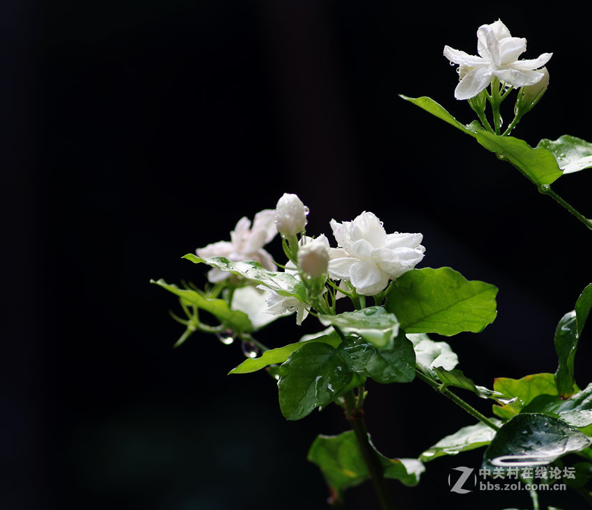 茉莉