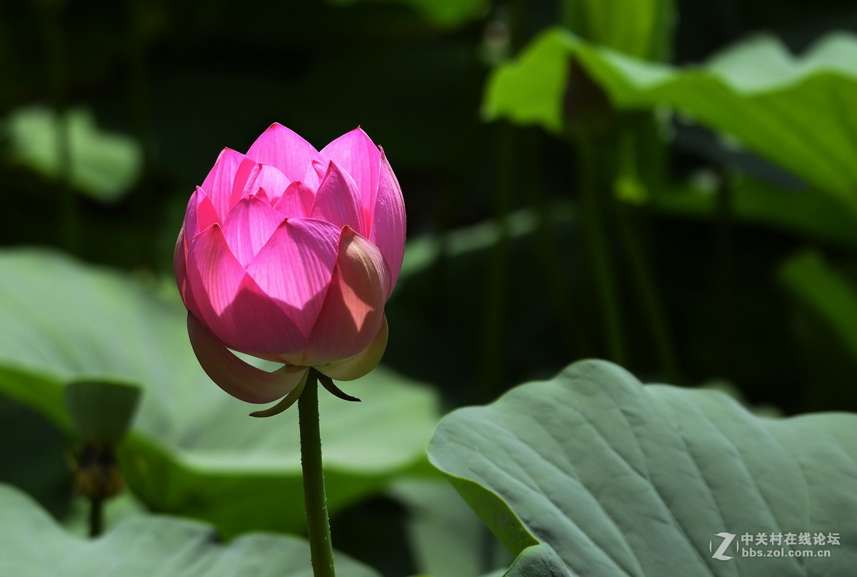 2015荷花系列之八（含苞欲放）
