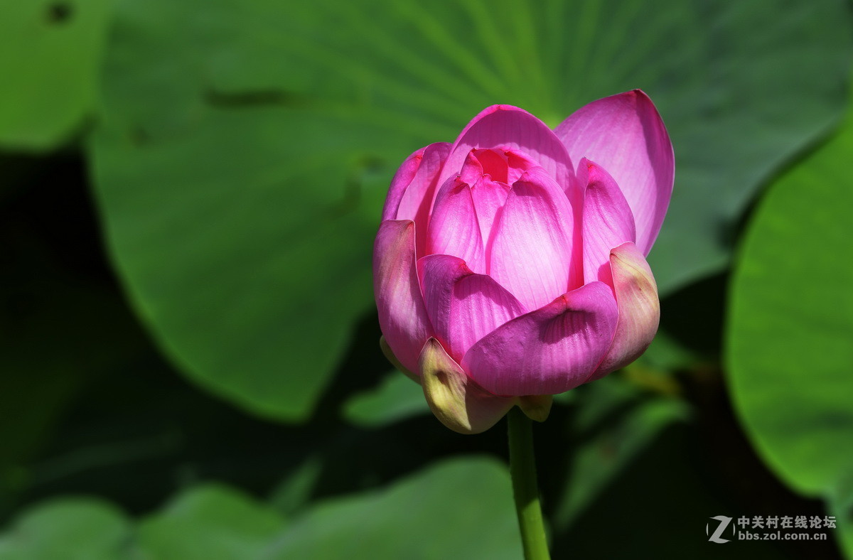 2015荷花系列之八（含苞欲放）