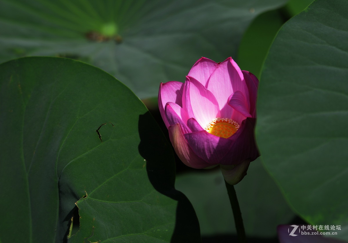 2015荷花系列之八（含苞欲放）