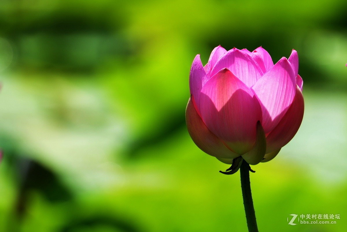 2015荷花系列之八（含苞欲放）