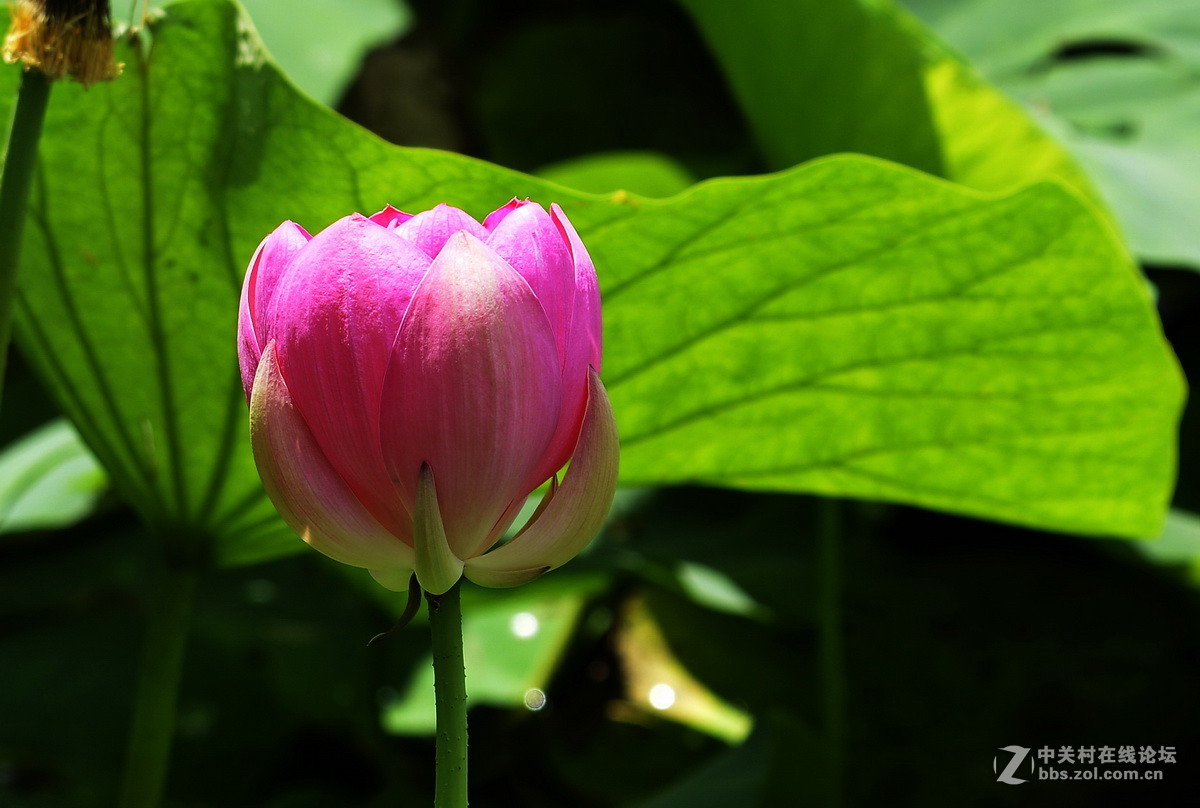 2015荷花系列之八（含苞欲放）