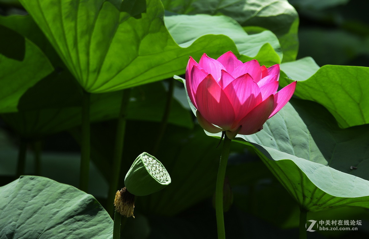 2015荷花系列之八（含苞欲放）