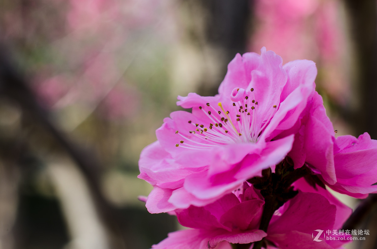 新入40mm，植物园试拍，请大神点评。。